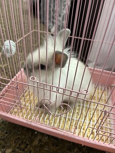 купить померанского шпица: Карликовый декоративный кролик (пушистая порода, вероятно — 1