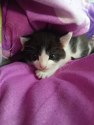 скоттиш страйт шотландская прямоухая кошка: Кошка даром: Скотиш Страйт (Шотландская прямоухая), 1 месяц, Мальчик, Приучена к лотку — 4