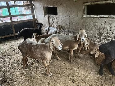Продаю | Овца (самка) | Для разведения | Племенные at lalafo.kg Продаю | Овца (самка) | Для разведения | Племенные
