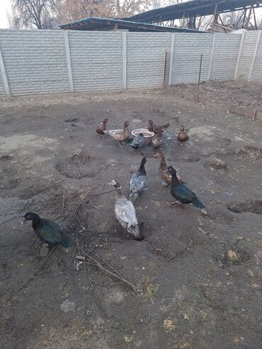 купить собаку шпица недорого: Продаю тяжёлую линию уток.Есть так же гуси порода мамут — 10