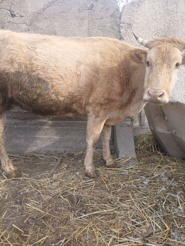 сколько стоит кролик домашний: Продаю | Тёлка | Для разведения, Для молока | Стельные — 1