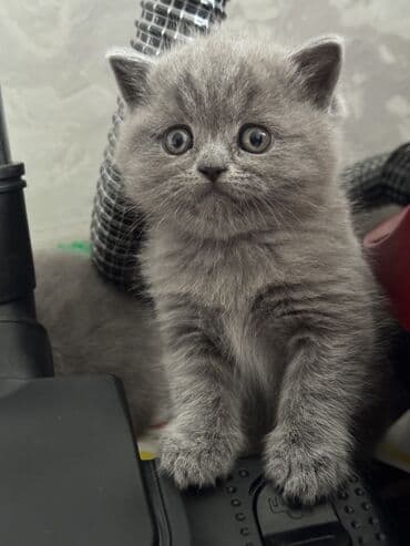 манчкин бишкек: Шотландские котята (вислоухие/страйт) серого (blue) окраса - Плюшёвая — 9