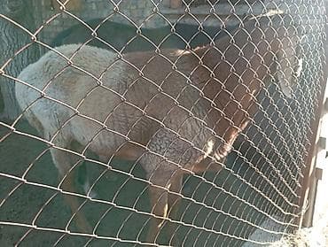Продаю | Баран (самец) | Для разведения — 3