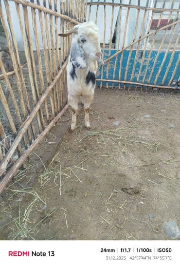 хаски фото щенки цена: Продаю | Коза (самка) | Полукровка | Для разведения — 5