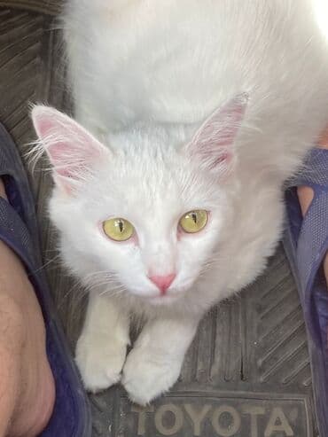 Мышыктар сатылат: Ангор, 10 айлык, Ургаачы, Ак, Лотокко барууга үйрөтүлгөн — 8