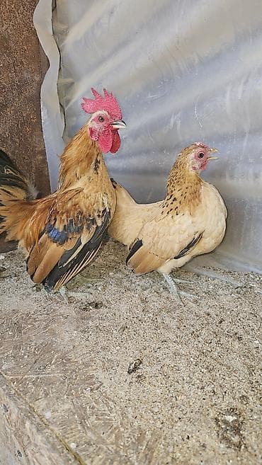 голуби птицы животный: Продаю | Куры | Для разведения — 3