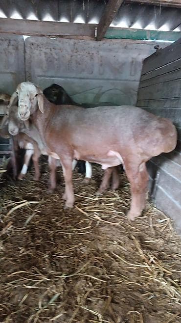 фазаны купить: Продаю | Баран (самец) | Арашан | На забой, Для разведения | Племенные, Осеменитель — 3