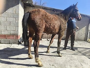 Продаю | Жеребец | Для разведения