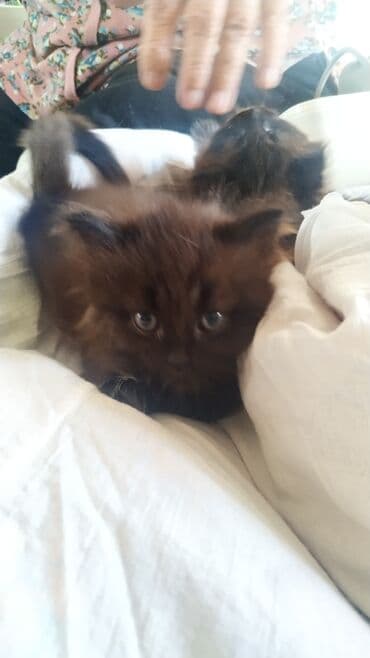 кошки маленькие: Скотиш Фолд (Шотландская вислоухая), 2 месяца, Девочка, Белый, Приучена к лотку — 4