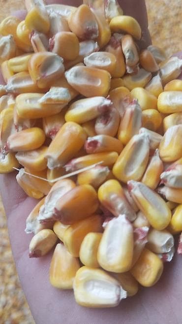 продаю баран сокулук: Продаю кукурузу сорт пионер, маями 90 000 тонн. Закладывалась из под — 2