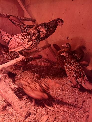 карликовый курица: Продаю | Куры | Для разведения — 1