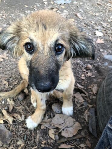 Вязка собак: Щеноки бардер-колли, среднего размера . умные,домашние,мальчики.6 — 4
