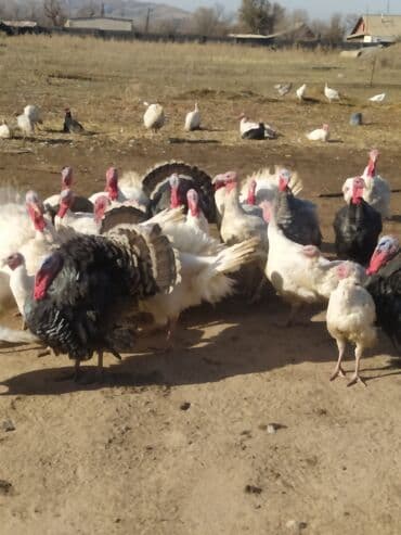 купить собаку шпиц: Сатам | Эркек күрп | Аргын | Көбөйтүү үчүн | Асыл тукумдуу — 2