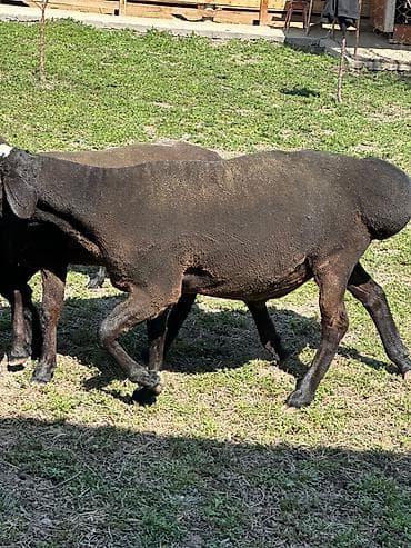 Животные: Продаю | Овца (самка) | На забой | Матка — 3