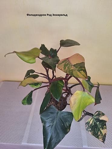 Филодендроны: #Филадендроны - домашние Адаптированные! #Филадендрон Рэд Эсмеральд — 2