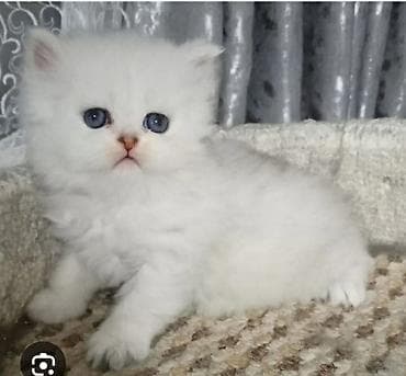 британская кошка бишкек: Персидская, 2 месяца, Девочка, Белый, Приучена к лотку — 1