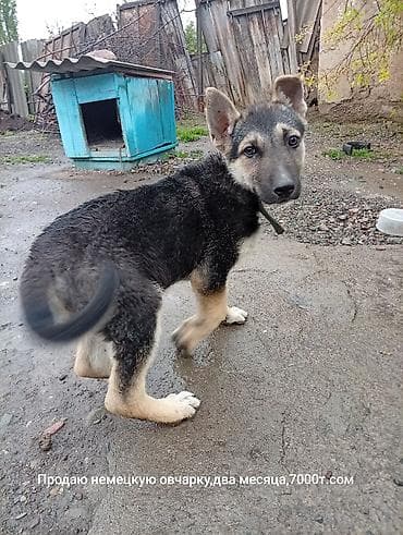 ищю собаку: Немецкая овчарка, щенок 2 месяца. Активный, со стоячими ушами — 1