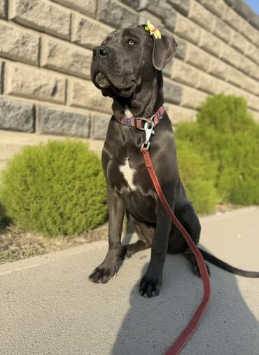 Кане-корсо, 8 месяцев, Самка, С прививкой, С родословной