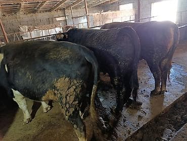 мини бультерьер: Продаю | Бык (самец) | На забой | Привязанные — 2