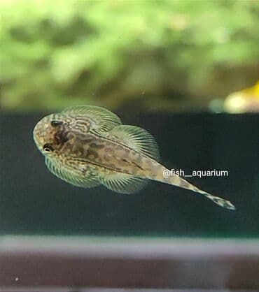 продаю рыбы: Псевдо-Скаты! Новинка! Прекрасно впишутся в ваш аквариум) Отлично — 3