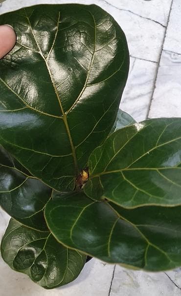 искуственные цветы: Предлагаю вам сортовые фикусы — Тинеки, Белиз, Шривериана и Лирата — 5