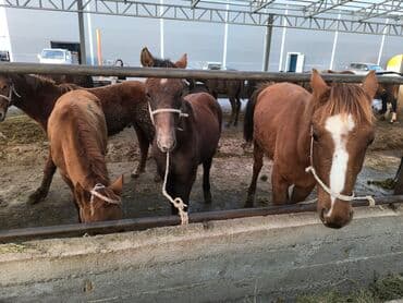 продаю породистых коров: Продаю | Жеребенок | Кара Жорго | Для молока, Рабочий, Конный спорт | Племенные — 1