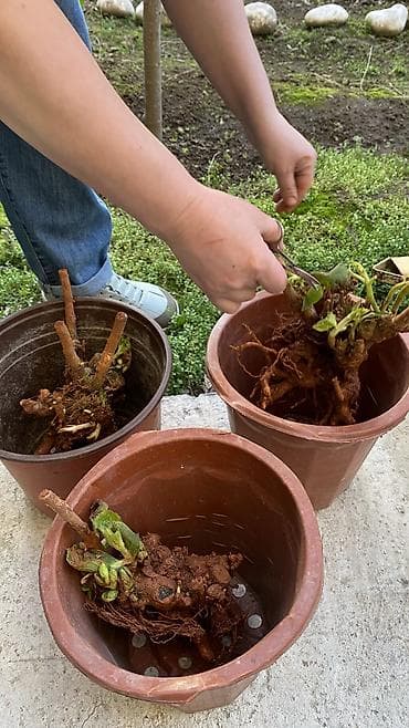 цветы розы саженцы: Продаю саженцы 20-летней гортензии. Гортензия крупнолистная (Hydrangea — 9