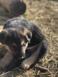 туретский кангал: Овчарка, 1 айлык, Ургаачы — 6