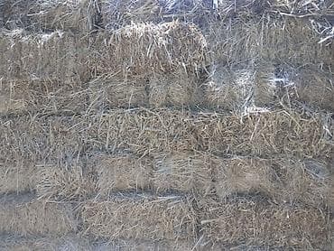 кошка токмок: Продаю тюки сено клевер.разнотравие — 6