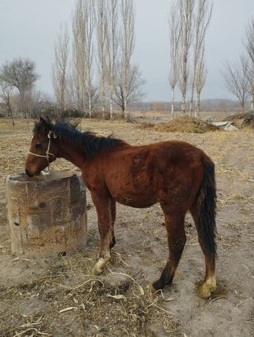 собака спаниель: Продаю | Жеребенок | Для разведения — 2