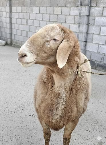 Другие животные: Продаю | Овца (самка) | Полукровка | Для разведения | Матка — 2