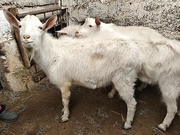 кролик цена: Продаю | Козёл (самец) | Зааненская | На забой, Для разведения | Племенные, Осеменитель — 5