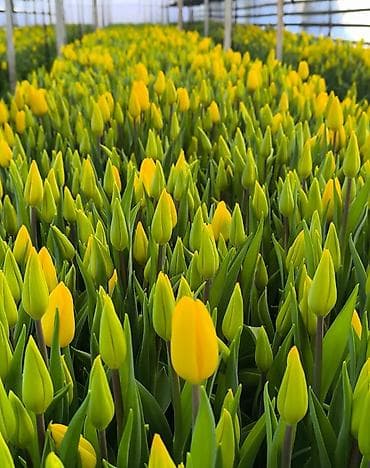 сколько стоит семена тюльпана: Тюльпаны местные с луковицей бронь по предоплате цена 🥳🥳 — 2