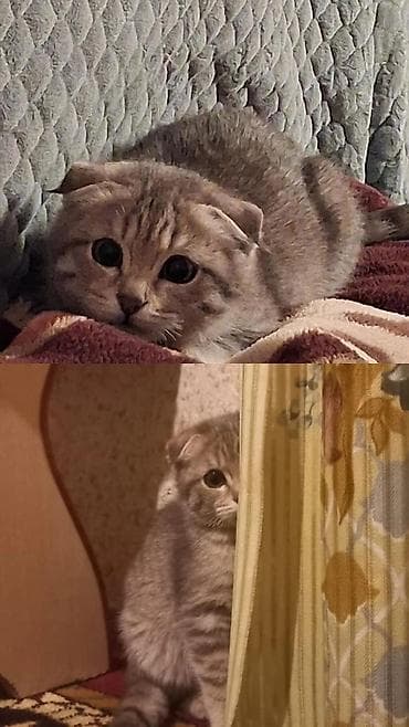 Вязка кошек: Шаар Талас 😄
Ушул мышыкка эркек мышык издейм 🐱
Жазыңыздар — 4