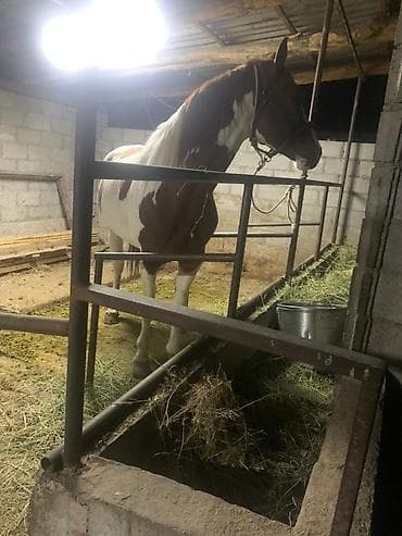 продаю пони: Продаю | Конь (самец) | Рабочий | Мерин — 2