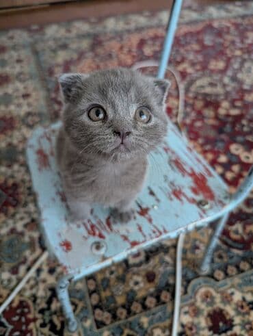 сколько стоит французский бульдог: Скотиш Фолд (Шотландская вислоухая), 1 месяц, Мальчик, Серый, Приучена к лотку — 4