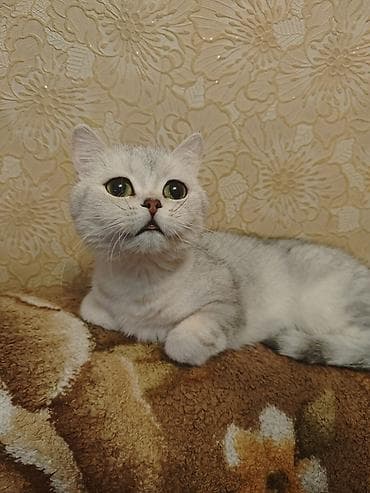 шиншила: Шотландская короткошёрстная кошка, окрас серебристый шиншилла (silver — 3