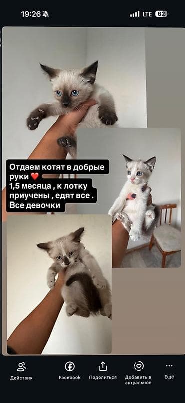 Кошка даром: Беспородная, 1 месяц, Девочка, Приучена к лотку