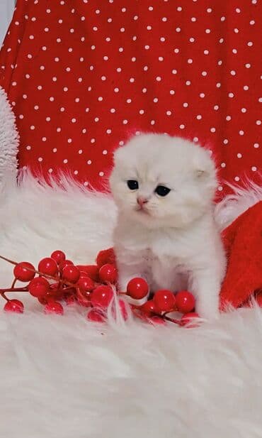 вислоухий котенок: Предлагаем для бронирования чистопородных малышей. Окрас: золотая и — 5