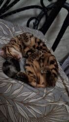 отдам котенка в добрые руки: На бронь бенгальские котята,свободны две девочки,к переезду будут — 7