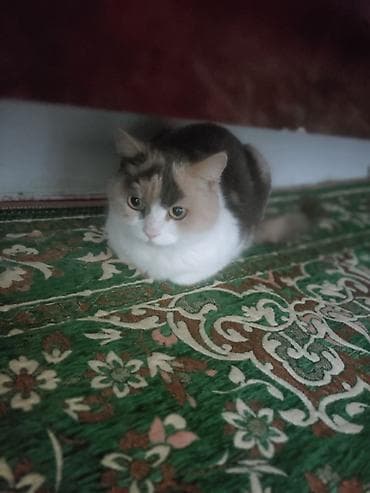Кошка даром: Ангорская, 3 года, Девочка, Приучена к лотку