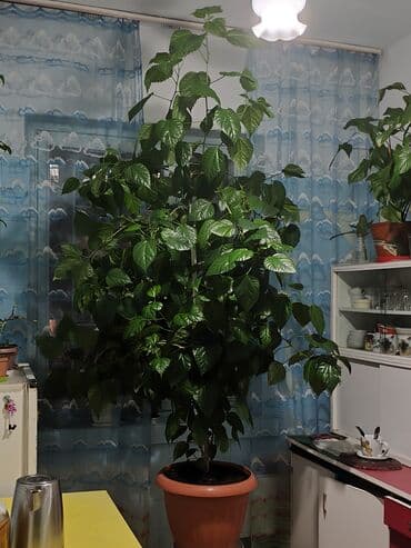 бонсай дерево купить: Гибискус комнатный (китайская роза) в крупном горшке - Высокий — 7