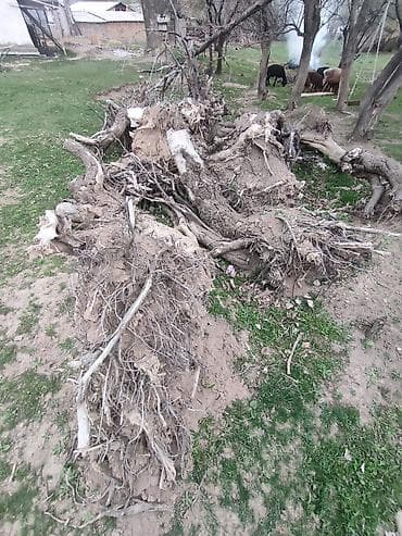 для чистки обуви: Отдам даром крупные стволы и корни спиленного дерева. - Толстые чурки — 2