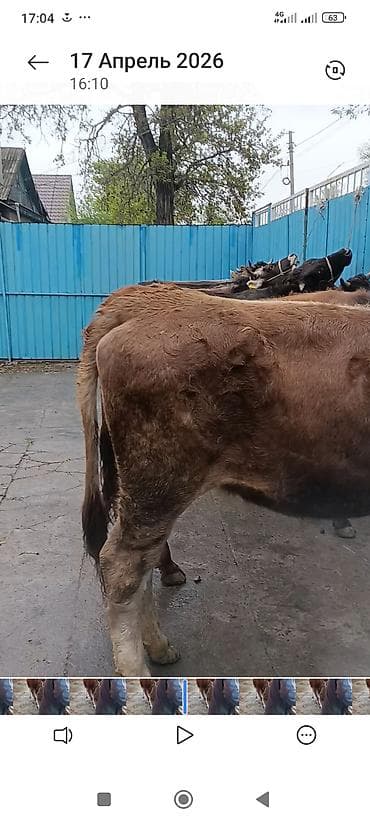 кара джигач: Продаю | Бык (самец) | На откорм | Привязанные — 3