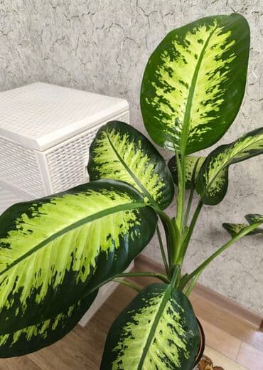 примула комнатные: Диффенбахия пестролистная Тропик Сноу - Эффектные крупные листья — 3