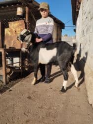 срочно продаю в связи с переездом: Продается козел (Нубийский),возраст 8мес,мать 5литровка - отец — 2