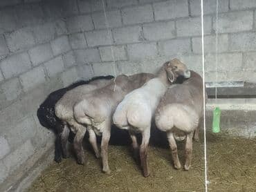 животные ош: Продаю | Баран (самец) | На забой — 2