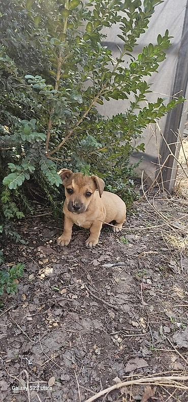 собаки рынок в бишкеке цены: Щенки смешанной породы - Окрас: рыжий/палевый с тёмной мордочкой. - — 10