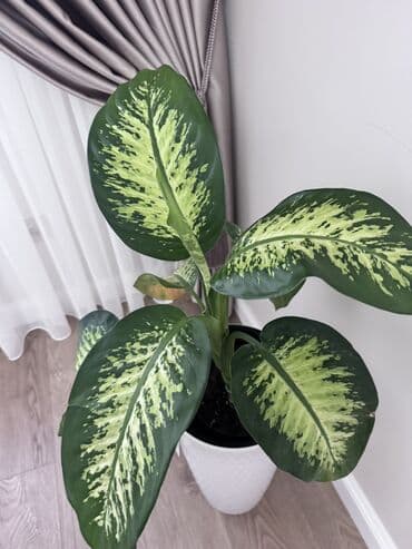 опора для растений: Продаю 2500с — 1