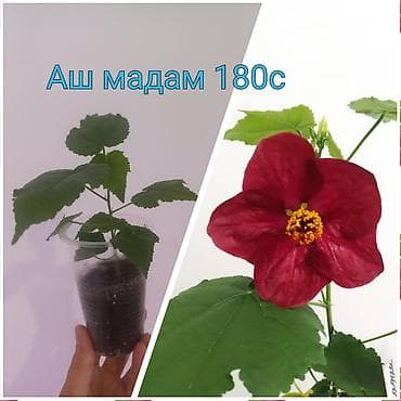 Комнатные растения: Адениуму 5 лет, махровый. Есть разные виды абутилонов . Вотсап — 6